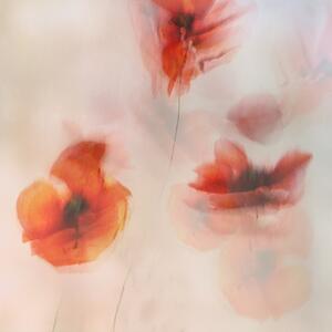 Ilustrace Painted poppies, Nel Talen, (40 x 40 cm)
