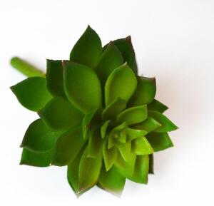 Netřesk zelený - sukulent, 6cm šíře, 8cm délka