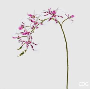 Orchidej Brassia EDG H108