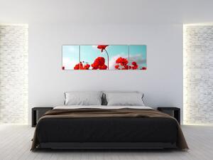 Obraz pole s jasně červenými květy (170x50 cm)
