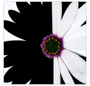 Obraz černobílého květu (30x30 cm)