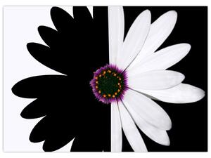 Obraz černobílého květu (70x50 cm)