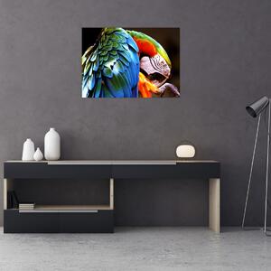 Obraz - Papoušek (70x50 cm)