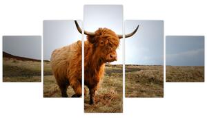 Obraz skotské krávy (125x70 cm)