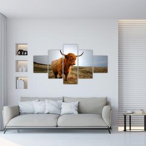 Obraz skotské krávy (125x70 cm)