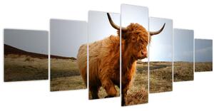 Obraz skotské krávy (210x100 cm)
