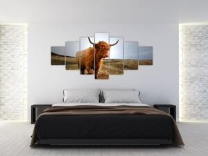 Obraz skotské krávy (210x100 cm)