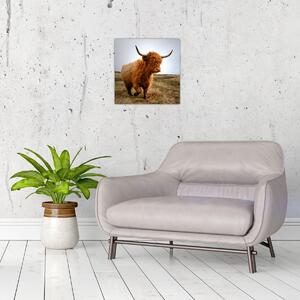 Obraz skotské krávy (30x30 cm)