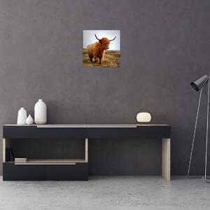 Obraz skotské krávy (30x30 cm)
