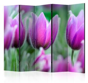 Paraván - Purple spring tulipány [Room Dividers]