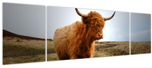 Obraz skotské krávy (170x50 cm)