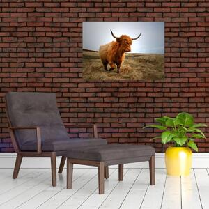 Obraz skotské krávy (70x50 cm)
