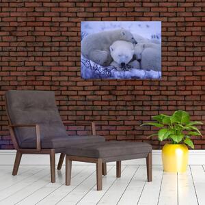 Obraz - Lední medvídci (70x50 cm)