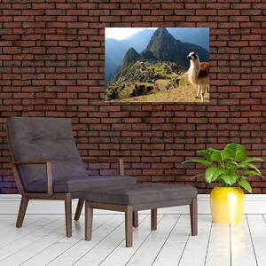 Obraz - Lama a Machu Picchu (70x50 cm)