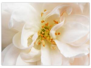 Obraz - Květ (70x50 cm)
