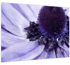 Obraz - Fialový květ (70x50 cm)