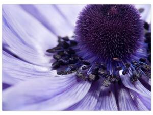 Obraz - Fialový květ (70x50 cm)