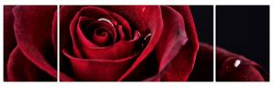 Obraz - Rudá růže (170x50 cm)