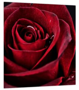 Obraz - Rudá růže (30x30 cm)