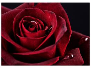 Obraz - Rudá růže (70x50 cm)