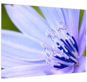 Obraz - květ (70x50 cm)
