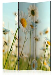 Paraván - Daisies - spring meadow [Room Dividers]