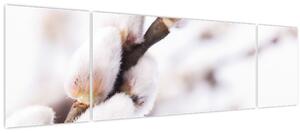 Obraz - Větev kočičky (170x50 cm)