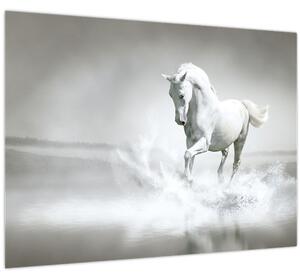 Obraz - Bílý kůň (70x50 cm)