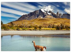 Obraz - Národní park Torres del Paine (70x50 cm)
