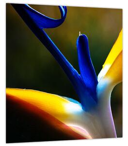 Obraz - Exotický květ (30x30 cm)
