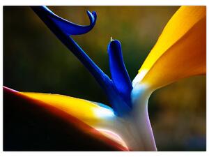 Obraz - Exotický květ (70x50 cm)