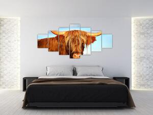 Obraz - Skotská kráva (210x100 cm)