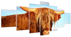 Obraz - Skotská kráva (210x100 cm)