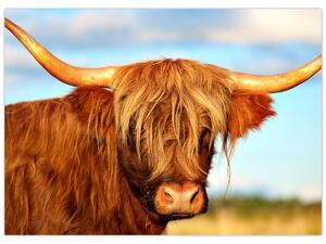 Obraz - Skotská kráva (70x50 cm)