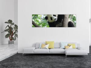 Obraz - Panda na stromě (170x50 cm)