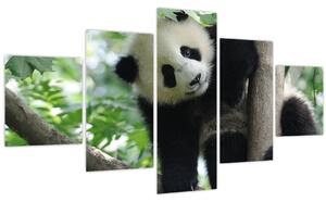 Obraz - Panda na stromě (125x70 cm)