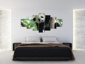 Obraz - Panda na stromě (210x100 cm)