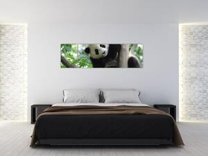 Obraz - Panda na stromě (170x50 cm)