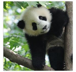 Obraz - Panda na stromě (30x30 cm)