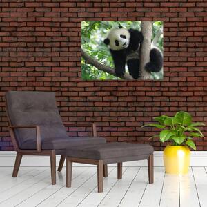 Obraz - Panda na stromě (70x50 cm)