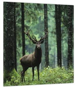 Obraz - Jelen v hlubokém lese (30x30 cm)