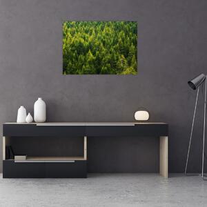 Obraz - Hustý les (70x50 cm)