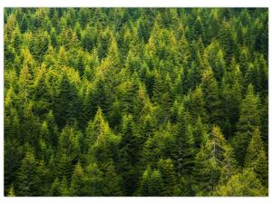 Obraz - Hustý les (70x50 cm)