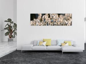 Obraz - Bílý suchopýr (170x50 cm)