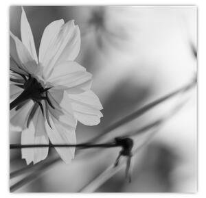 Obraz - Černobílé květiny (30x30 cm)