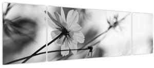 Obraz - Černobílé květiny (170x50 cm)