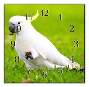Nástěnné hodiny 30x30cm papoušek kakadu - plexi