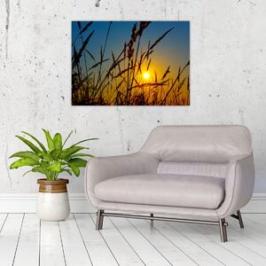Obraz - Západ slunce v louce (70x50 cm)