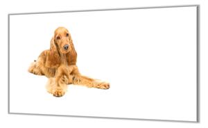 Ochranná deska krásný pes kokršpaněl - 52x60cm / Bez lepení na zeď