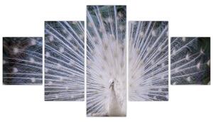 Obraz - Bílý páv (125x70 cm)